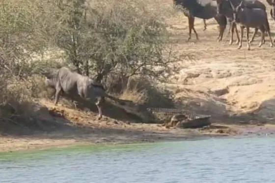Dos Hipopótamos rescataron a un Ñu del ataque de un Cocodrilo. Video
