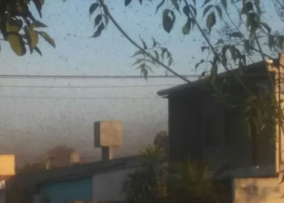 IMPRESIONANTE Invasión de langostas en Orán. Video
