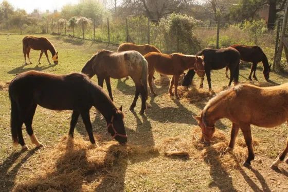 “A los carreros todavía les cuesta entregar los caballos”