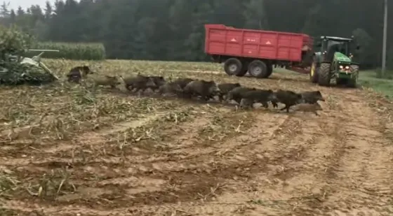 Mirá lo que encontraron escondido entre maizales