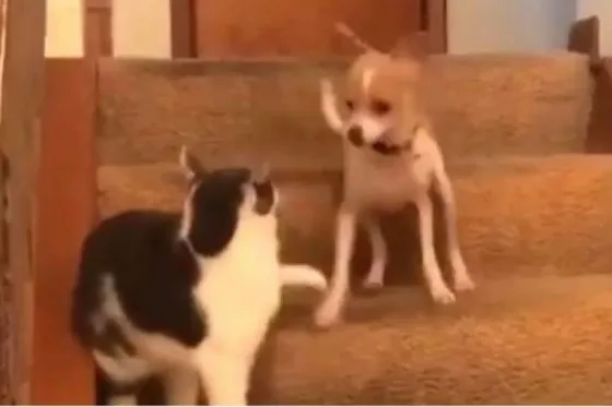Un gatito causó la locura de este perro. Video