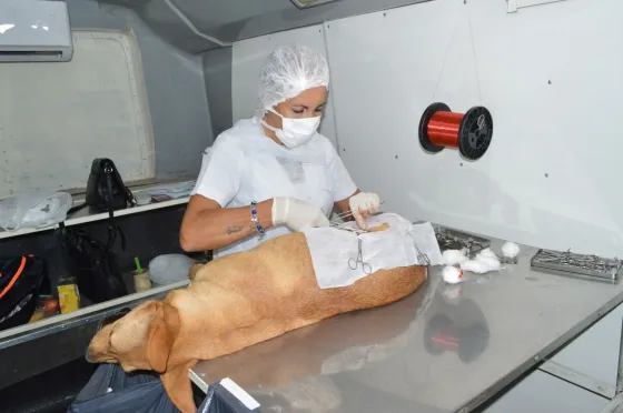 ¿Sabes cuantos animalitos castró la municipalidad hasta ahora?