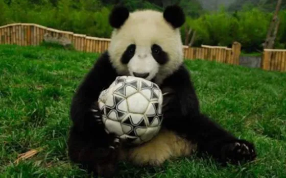 Dos osos jugando al fútbol ¡Muy Tierno!