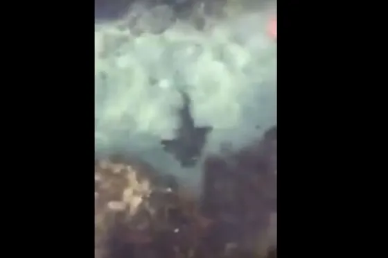 Una mujer sacó a un tiburón de una piscina natural 