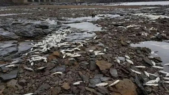 Preocupación: aparecieron miles de peces muertos en Uruguay