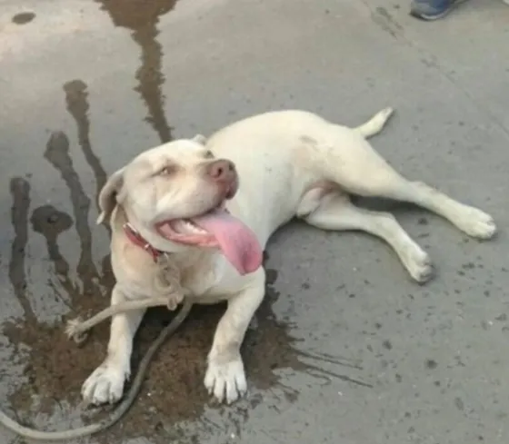 Crueldad: Ató a un perro a una moto y lo arrastró hasta quemarlo. Video