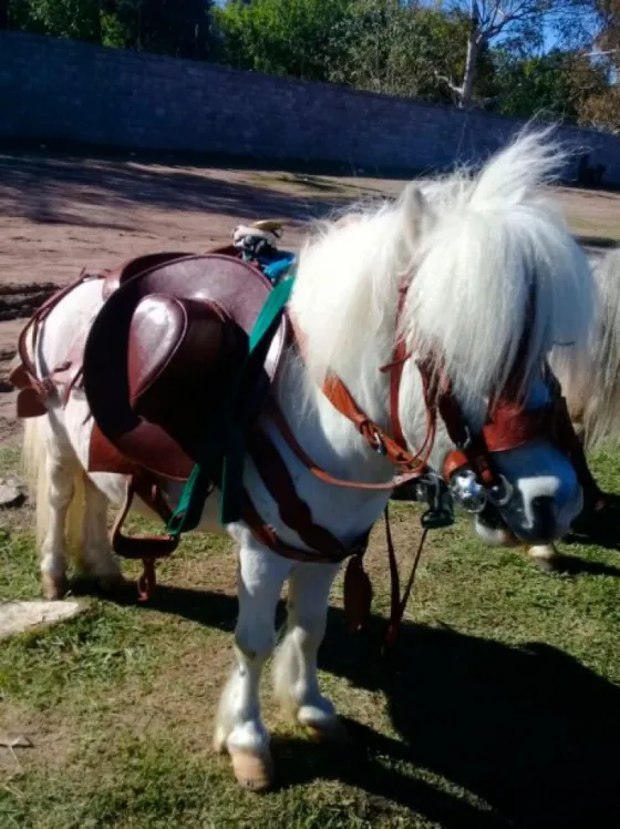 Rescataron a siete ponys y una llama
