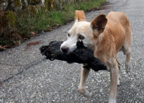 Una perra rescató el cuerpo calcinado de su cachorro en un incendio