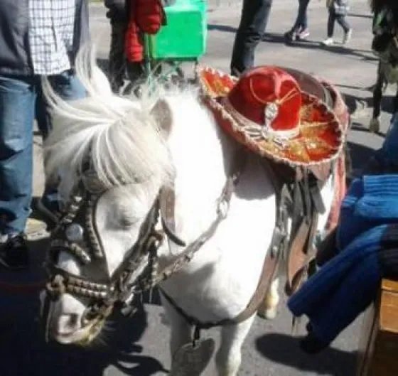 Rescataron ocho ponys y una llama