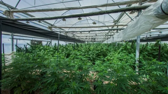 Cannabis Medicinal: Llevan a cabo un Congreso Internacional en Buenos Aires