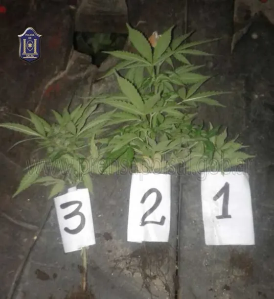 Secuestraron cocaína y  plantas de marihuana