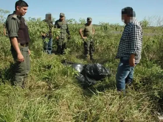 Tenían más de 350 kilos de marihuana ocultos entre malezas