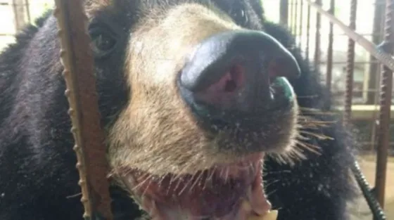 Pobre osito de Taiwán: Por su salud debieron sacarle la lengua