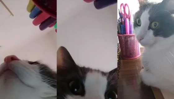 El gato que se saca fotos solo