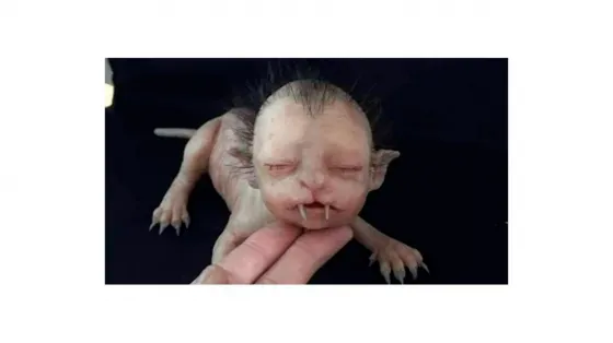 Hallan una extraña criatura: Mitad humano y mitad felino (Vídeo)