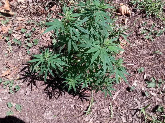 Encontraron una planta de marihuana en plena plaza de Salvador Mazza