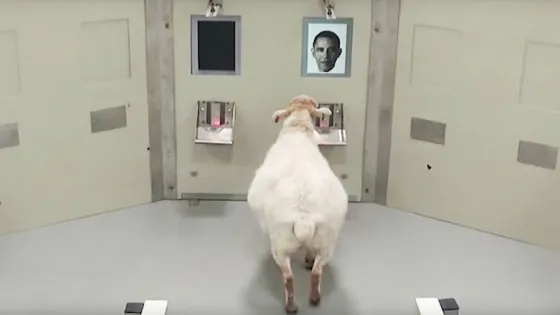 Ovejas aprenden a reconocer la cara de Obama y de otras celebridades