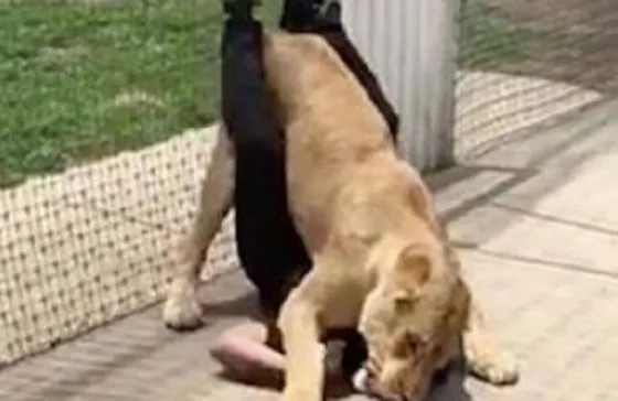Lo atacó una leona enjaulada pero algo increíble sucedió. Video