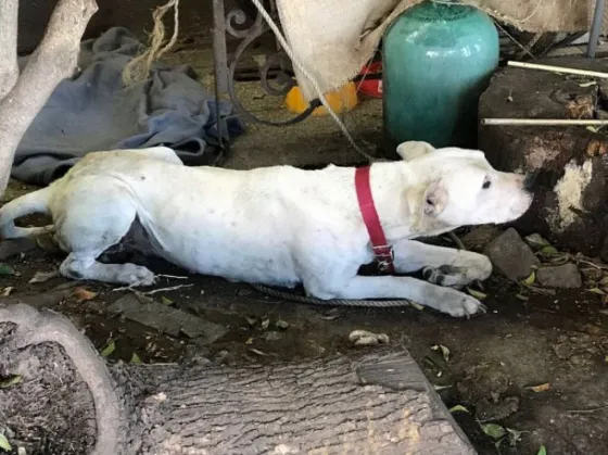 Proponen comercializar carne de perro