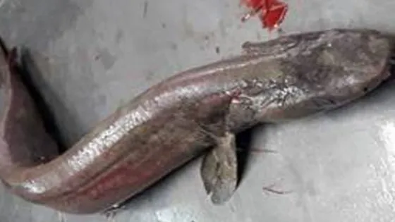 Atraparon a un misterioso tiburón