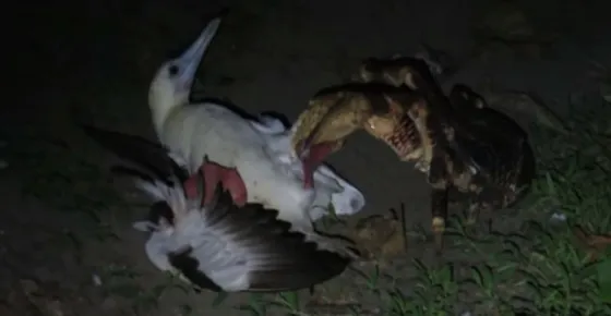 Un cangrejo devoró un enorme pájaro. Video