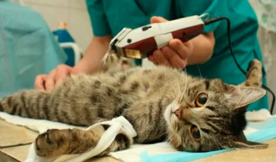 Buscan crear el Hospital Veterinario Municipal