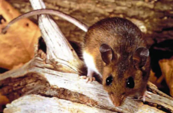 Hantavirus: Preocupación en Orán por la posibilidad de un brote