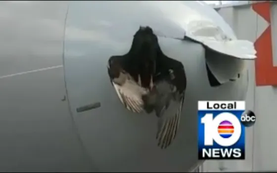 Así quedo un pájaro al estrellarse con un avión. Video