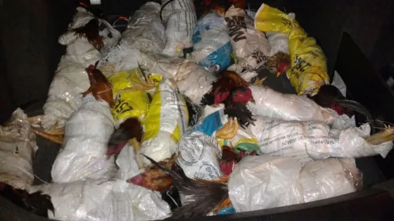 Terrible: Trasladaban 25 gallos "embalados" en el baúl de un auto