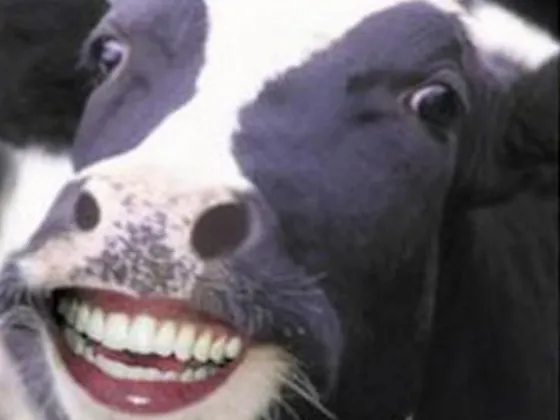 Dato curioso: Las vacas con nombre producen más leche