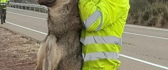 Mató un lobo con el auto y posó con el cadáver como si fuera un trofeo