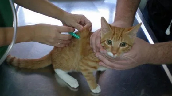 Realizarán una campaña de vacunación antirrábica en Castañares