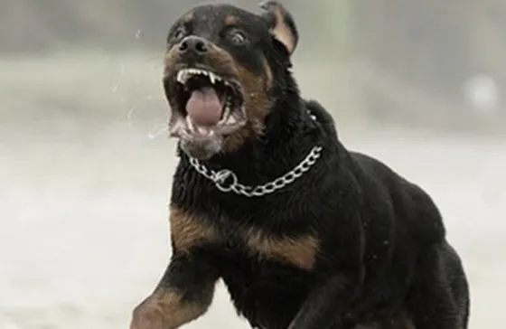 Imputaron a la dueña de un perro