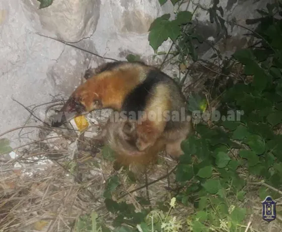 Güemes: Rescataron a un oso melero que había sido atacado por perros