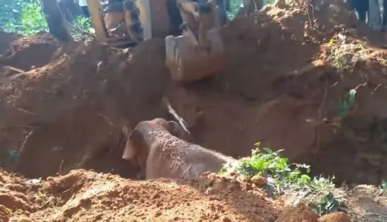 Increíble: Elefantes agradecen a rescatistas por salvar a una cría (VIDEO)