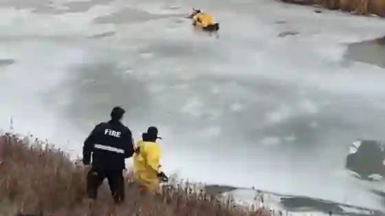 Conmovedor: Rescatan a un perrito atrapado en el hielo. Video