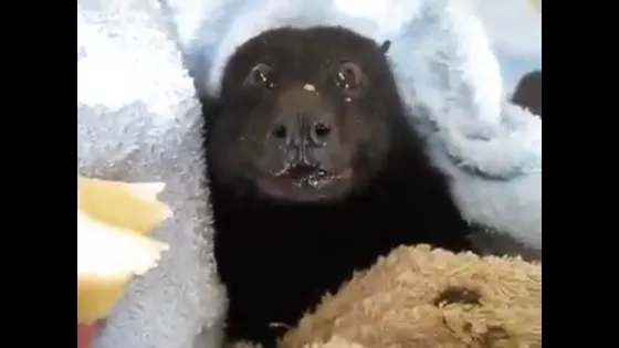 Video viral: Rescataron a un murciélago y no pueden creer lo que hizo