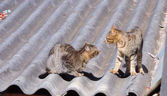 Viral: Una pelea entre dos gatos tuvo un insólito espectador