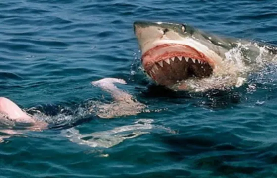 Aterradora luna de miel: Fue atacada por un tiburón y su marido filmó todo. Video