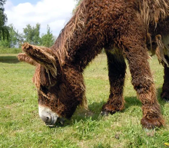 Insólito: En Córdoba, una mula dio a luz a un burro