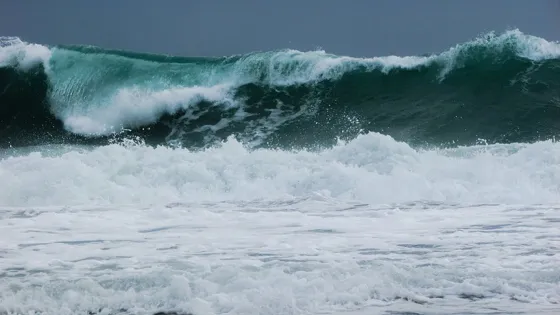 Casi muere: Se tiró al mar para rescatar a su perro. Video