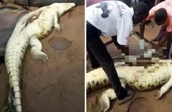 Destriparon a un cocodrilo y encontraron un nene adentro. Video