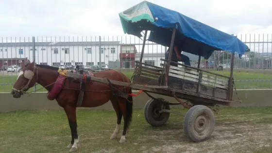 ¿Cuántos carreros ya se censaron?