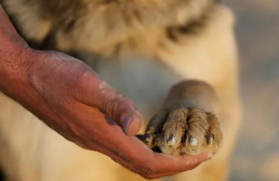 Rescatan a 46 perros que iban a ser comidos
