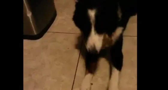 Mirá el video del perro matasuegras que es furor en Youtube