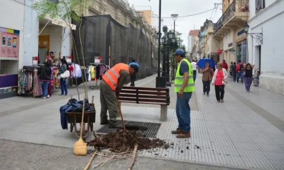 Nuevo arbolado para las peatonales