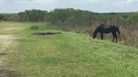 Increíble video de la pelea entre un cocodrilo y un caballo ¿quién ganó?