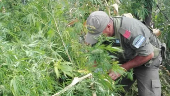 Plantas de marihuana de más de dos metros en el límite entre Salta, Catamarca y Tucumán