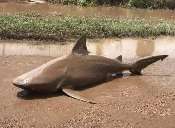 Tormenta arroja a un tiburón a las calles de Australia