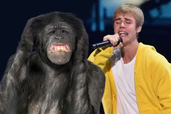 Los chimpancés odian la música de Justin Bieber
